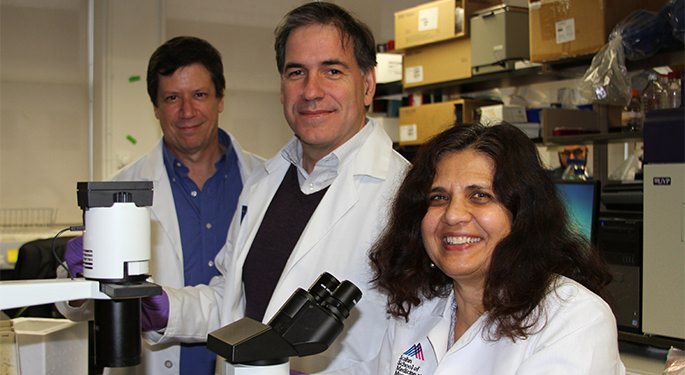 Researchers at the Diabetes, Obesity and Metabolism Institute conduct research on pancreatic beta cell regeneration