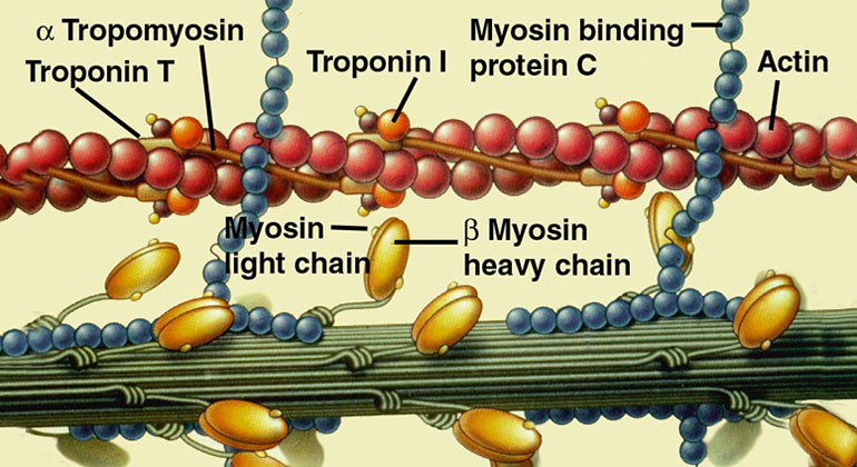 Proteins of the sarcomere