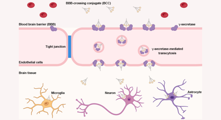 Blood Brain