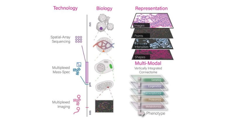 Software Tool Aims to Help Scientists Better Analyze Complex Spatial Data From Tissues
