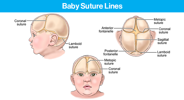 baby head bones